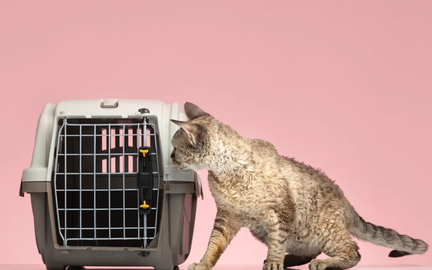 Kedi Taşıma hizmeti