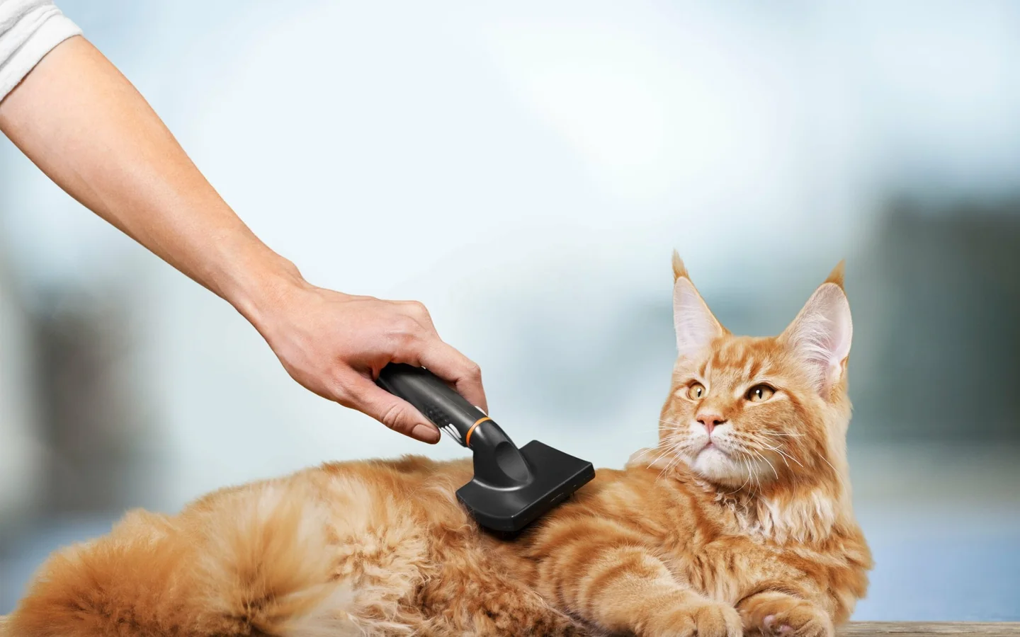 Evde Kedi Bakımı hizmeti