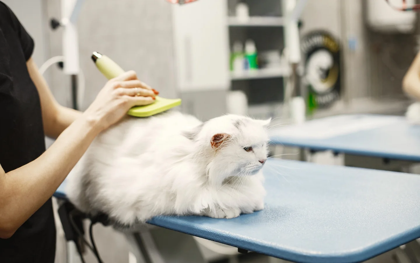 Kedi Bakımı hizmeti