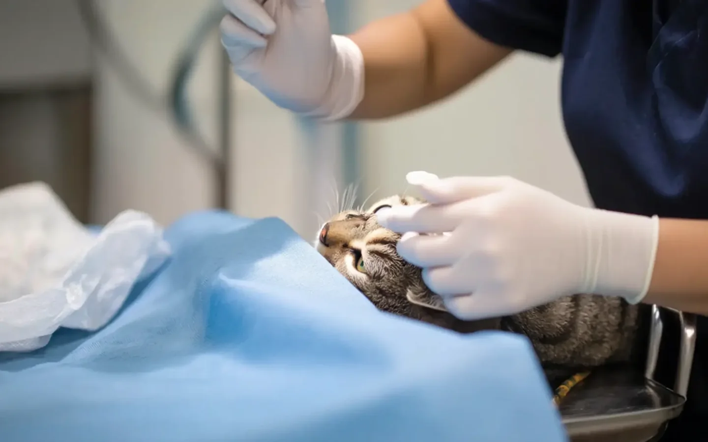 Kedi Kısırlaştırma hizmeti