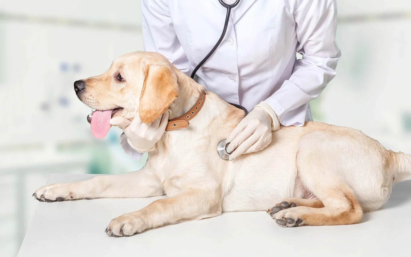 Köpek Bakımı hizmeti