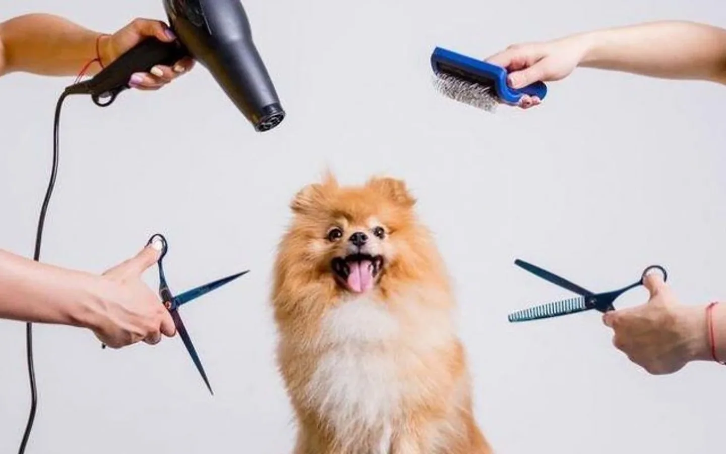 Köpek Makas Traşı hizmeti